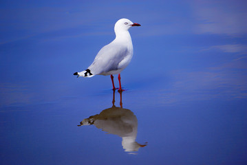 New Zealand seagull on the beach
