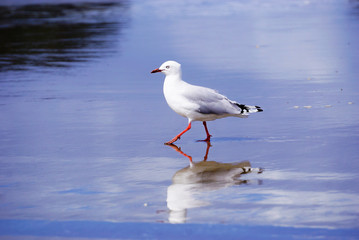 Fototapeta na wymiar New Zealand seagull on the beach