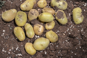 La raccolta delle patate