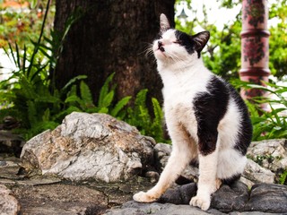 Cat scratching on Stone