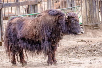  wild animal at the zoo horned yak