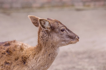  timid artiodactic animal young roe deer portrait