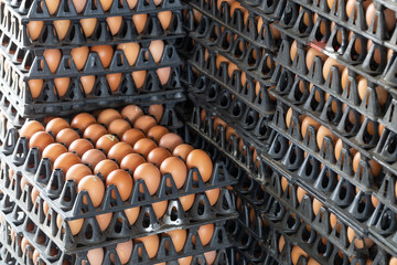 Egg panels arranged on a chicken farm