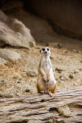 Fototapeta premium One Meerkat photo is standing on a log in order to watch out for various threats to the crowd.