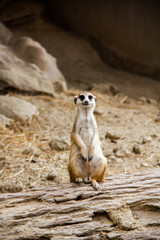 Fototapeta premium One Meerkat photo is standing on a log in order to watch out for various threats to the crowd.