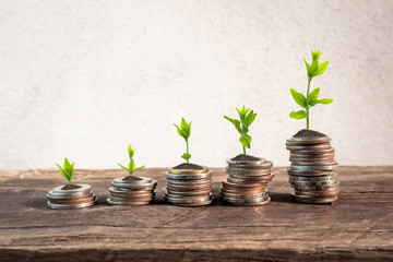 Fototapeta na wymiar Financial planning, Money growth concept. Coins with young plant on table with backdrop cement wall.