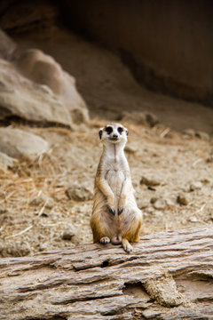 One Meerkat photo is standing on a log in order to watch out for various threats to the crowd. © ปัญญาพล ชำนาญเมือง