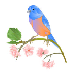 Bird Bluebird  thrush small songbirdons on a sakura branch on a white background spring background vintage vector illustration editable hand draw