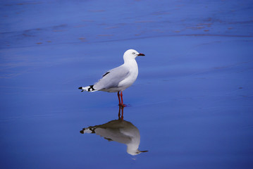 New Zealand seagull on the beach