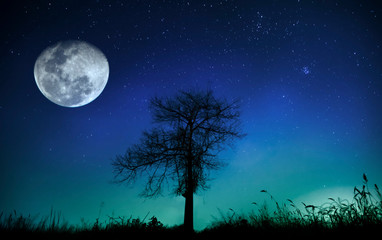A meteor with a tree in the moonlight at night is beautiful. It has blue light.