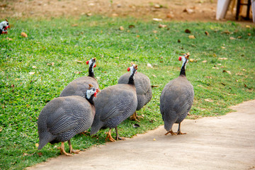 group of ducks