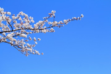 cherry blossoms bloom and blue sky