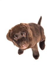 closeup isolated portrait puppy of a  chocolate labrador sitting with attentive look