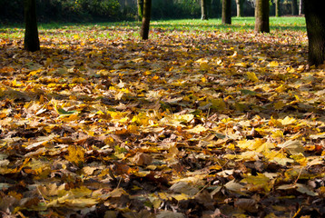 Leaves falls on the ground during the time of autumn