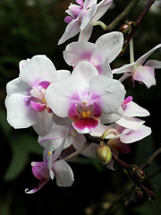Fototapeta na wymiar blooming orchids in botanical garden