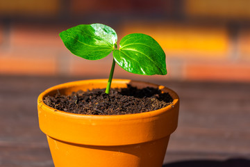 Young baobab (latin name Adansonia Digitata) seedling is growing in the pot. Green leaf of exotic plant which naturaly grows on Madagascar. Brown and red brick background
