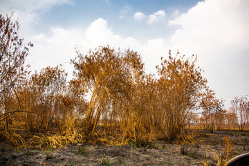 Fototapeta premium grass and blue sky