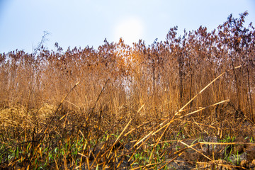 grass and blue sky