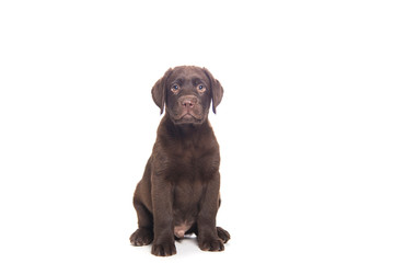 closeup isolated portrait puppy of a  chocolate labrador sitting with attentive look