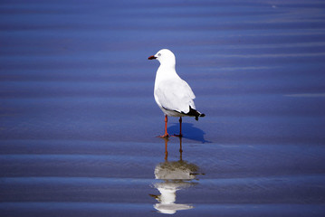 New Zealand seagull on the beach