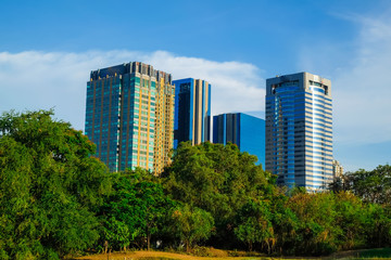 Central public city park green meadow with tree and building