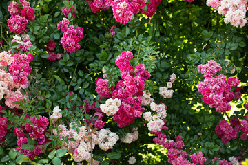Obraz premium Rose garden