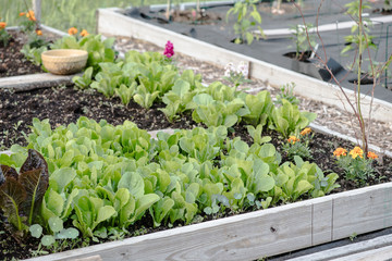 Vegetable Garden Raised Bed