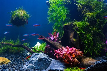 Aquarium tank with a variety of aquatic plants inside
