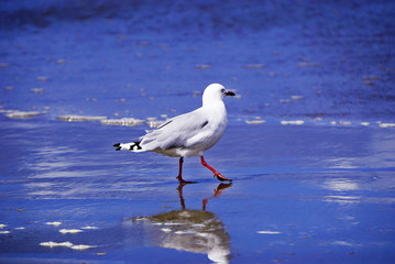 New Zealand seagull on the beach