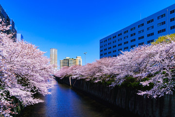 [東京都] 目黒川の桜 (No.9721)