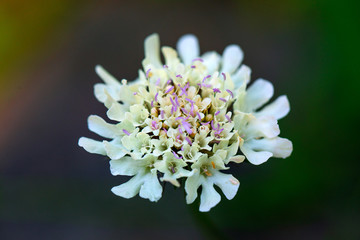 white flower