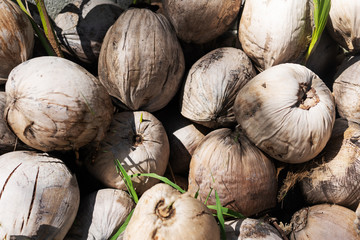 many coconuts on the beach