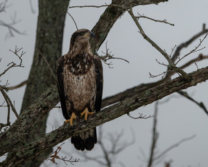 Juvenile Bald Eagle