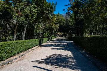 path with green trees on the side