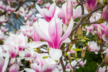 Obraz premium Tulpen-Magnolie (Magnolia × soulangeana)