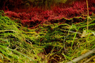 green and red moss