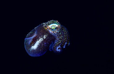 Amazing underwater world - Berry's bobtail squid - Euprymna berryi.  Diving and underwater photography. Tulamben, Bali, Indonesia.