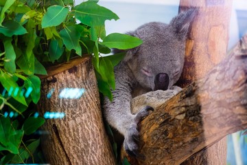 A koala is sleeping on a branch in a glass enclosure of a zoo.