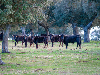 Bulls of toro de lidia breed in the dehesa in Salamanca, Spain. Concept of extensive livestock...