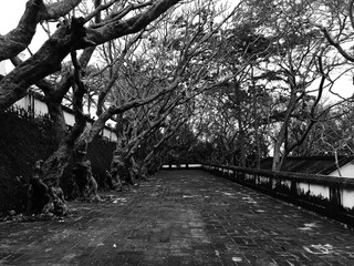 Black and White photo landscape of tunnel trees way walk
