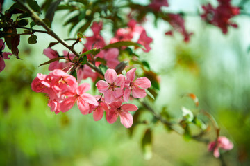 Obraz premium Prairie Fire Crab apple blossoms