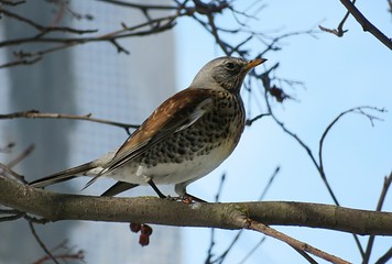 Fieldfare bird on tree branch in the garden, closeup
