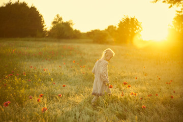 Fototapeta premium girl collects poppies in a field at sunset