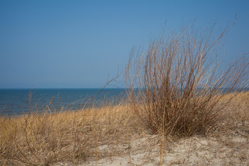 Dunes of the Baltic Sea. Kaliningrad