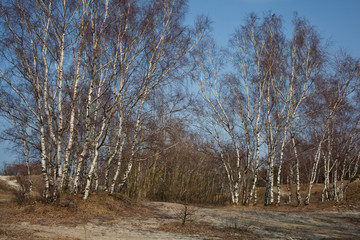 Birch Grove in the dunes of the Baltic Sea. Kaliningrad