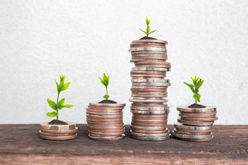 Fototapeta na wymiar Financial planning, Money growth concept. Coins with young plant on table with backdrop cement wall.