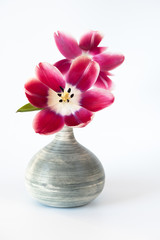 Tulpen
