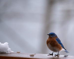 Bold Eastern Bluebird in winter