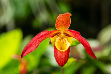 Naklejka na ściany i meble Red and yellow orchid
