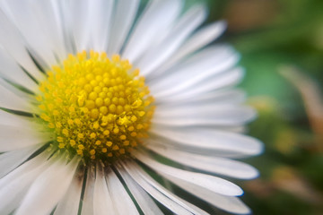 Macro daisy flower. Details of yellow daisy plant.